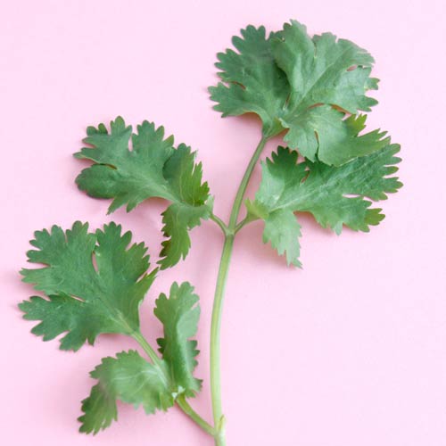 C is for... answer: CORIANDER