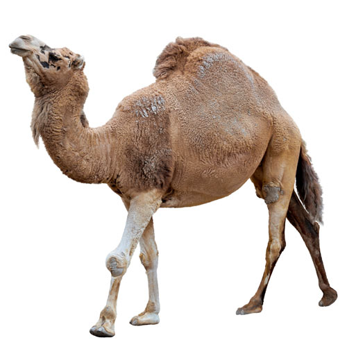 D is for... answer: DROMEDARY