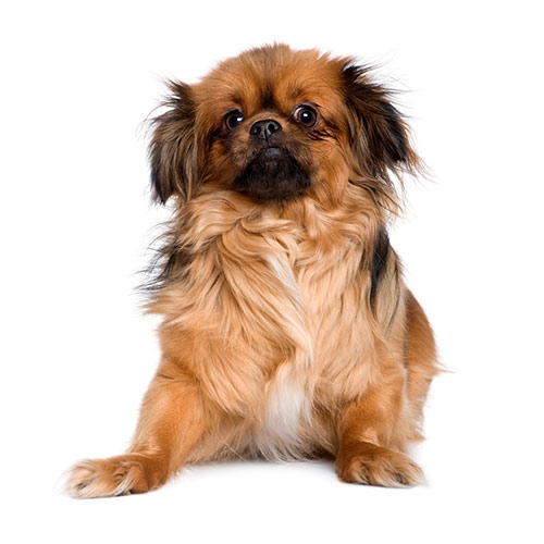 Dog Breeds answer: TIBETAN SPANIEL