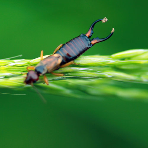 E is for... answer: EARWIG