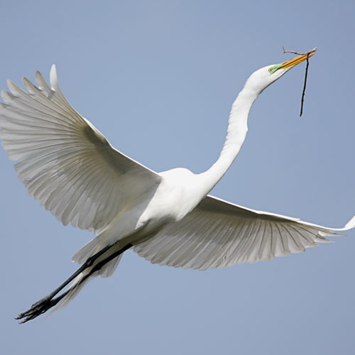 E is for... answer: EGRET