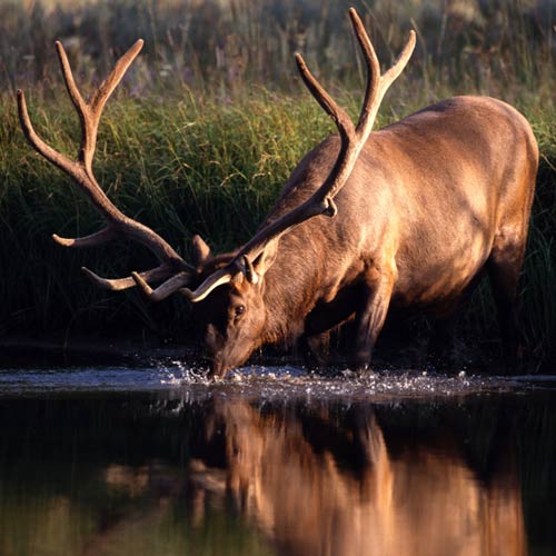 E is for... answer: ELK