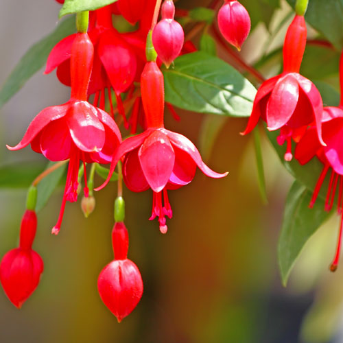F is for... answer: FUCHSIA
