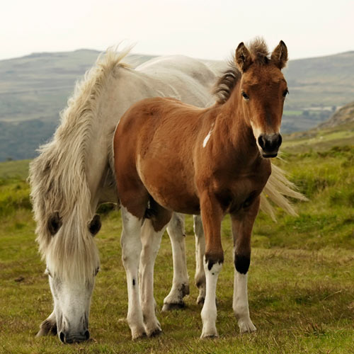 F is for... answer: FOAL