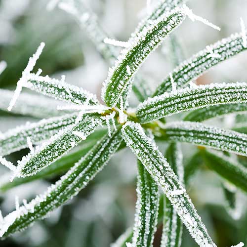 Gardening answer: FROST