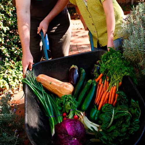 Gardening answer: VEGETABLES