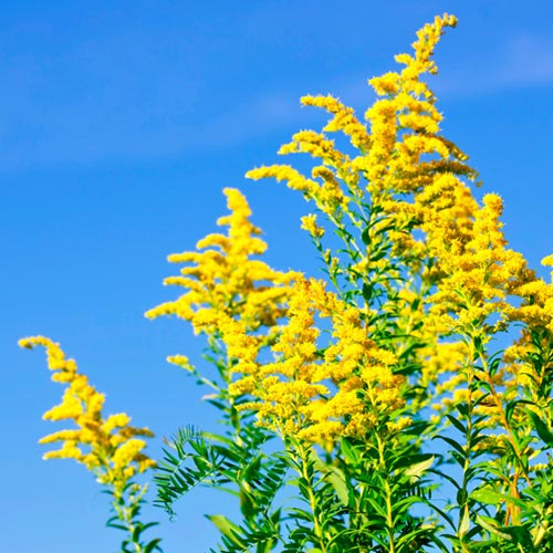 G is for... answer: GOLDENROD