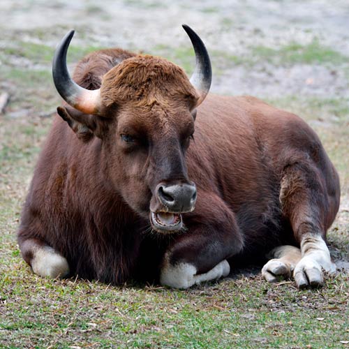 G is for... answer: GNU