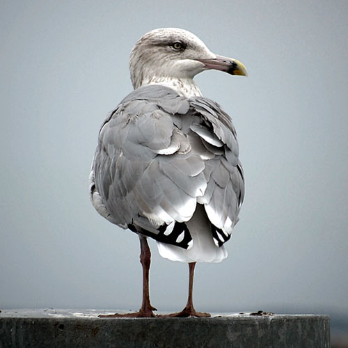 G is for... answer: GULL