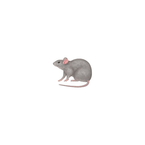 Halloween Emoji answer: RAT
