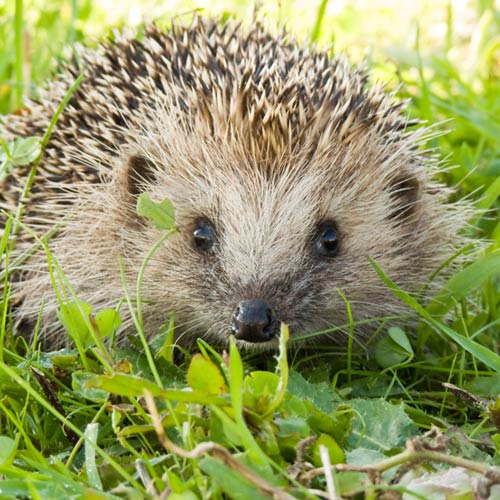 H is for... answer: HEDGEHOG