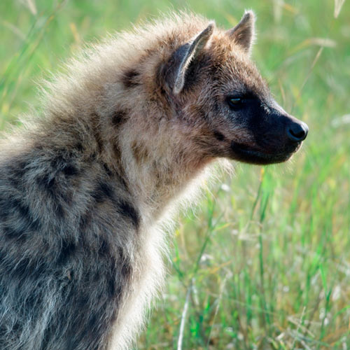 H is for... answer: HYENA