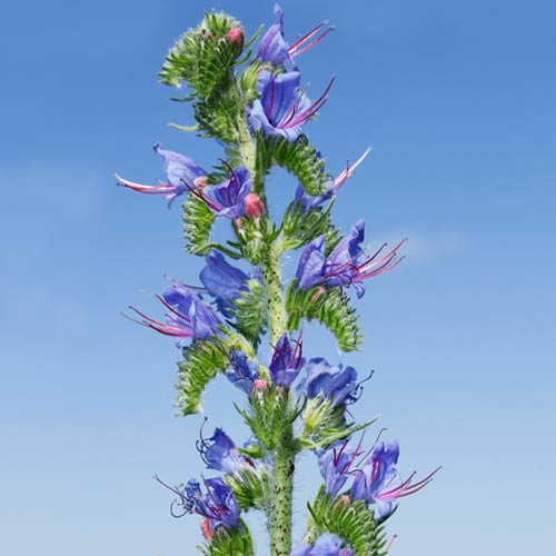 H is for... answer: HYSSOP