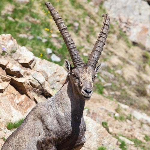 I is for... answer: IBEX