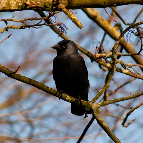 J is for... answer: JACKDAW