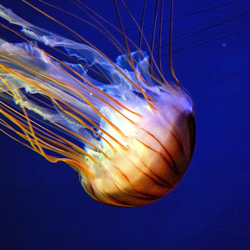 J is for... answer: JELLYFISH