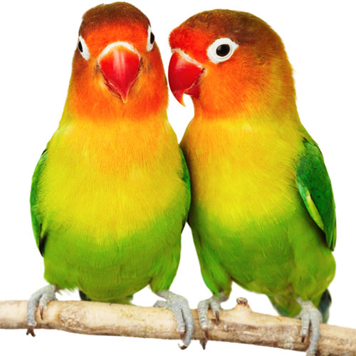 Liebe answer: LOVEBIRDS