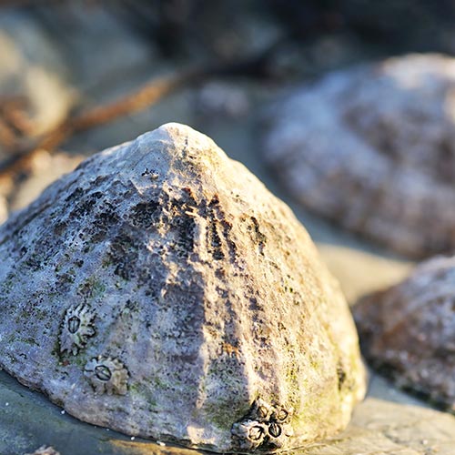 L is for... answer: LIMPET