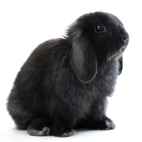 L is for... answer: LOP-EARED