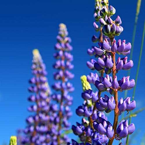 L is for... answer: LUPINES
