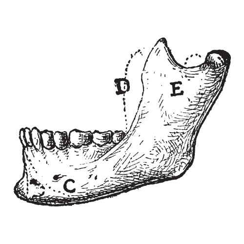 M is for... answer: MANDIBLE
