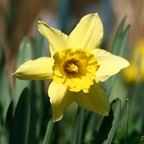 N is for... answer: NARCISSUS