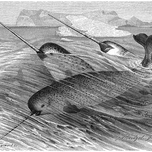 N is for... answer: NARWHAL