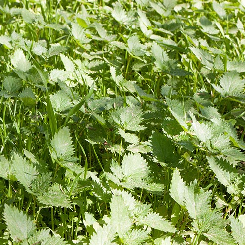 N is for... answer: NETTLES