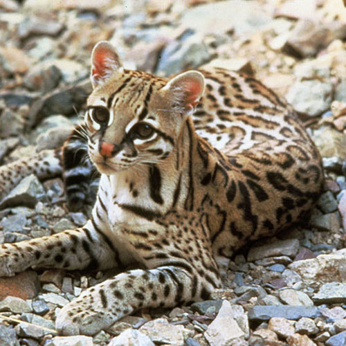 O is for... answer: OCELOT
