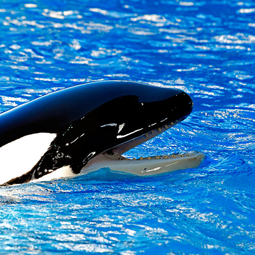 O is for... answer: ORCA