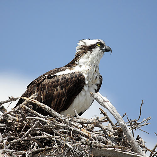 O is for... answer: OSPREY