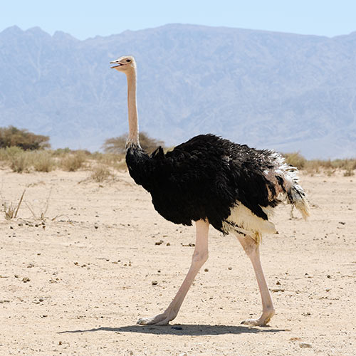 O is for... answer: OSTRICH