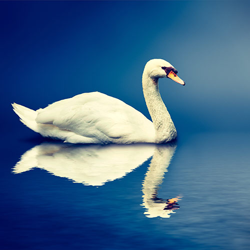 One-Something answer: SWAN
