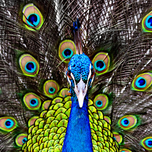P is for... answer: PEACOCK