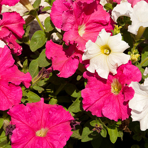 P is for... answer: PETUNIAS