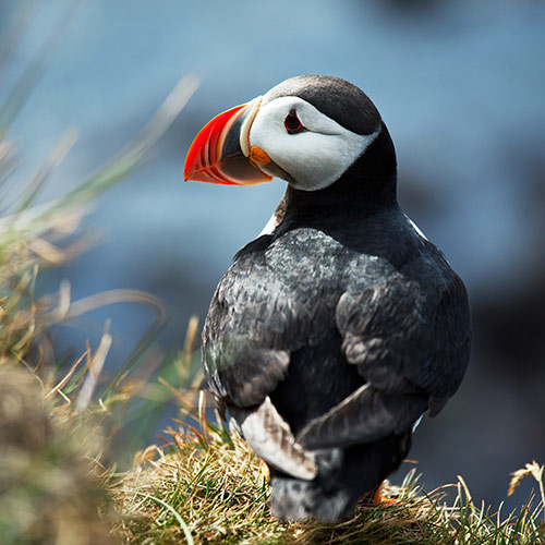P is for... answer: PUFFIN