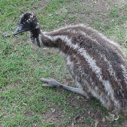 Tierbabys answer: EMU