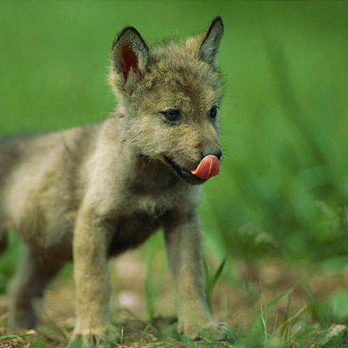 Tierbabys answer: WOLF