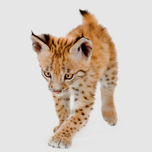 Tierbabys answer: LUCHS
