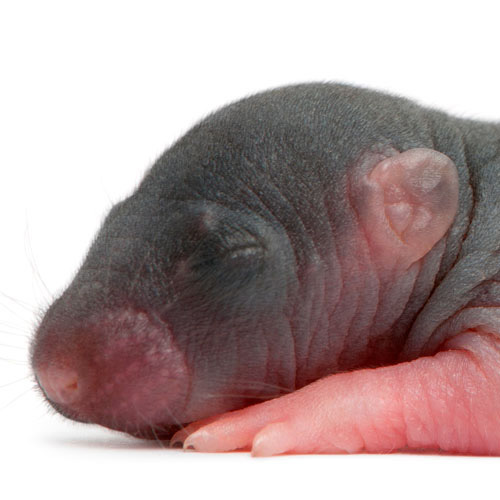 Tierbabys answer: RATTE