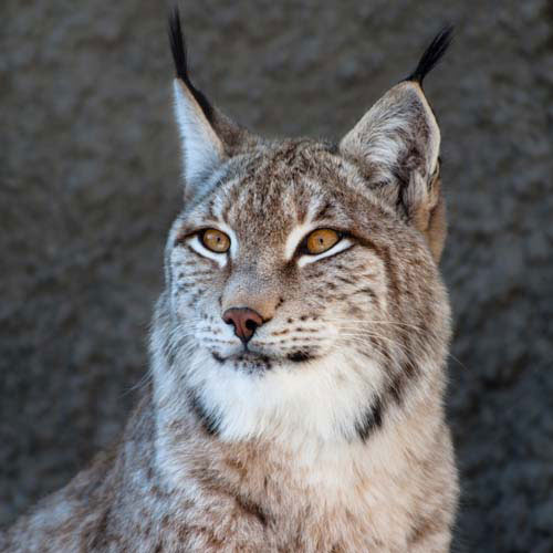 Tiere answer: LUCHS