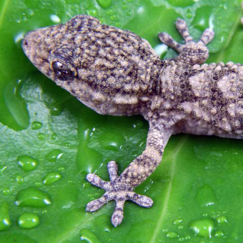 Tiere answer: GECKO
