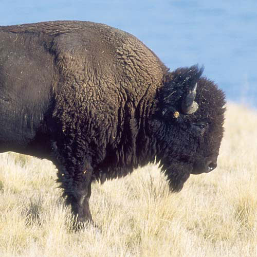 Tiere answer: BISON
