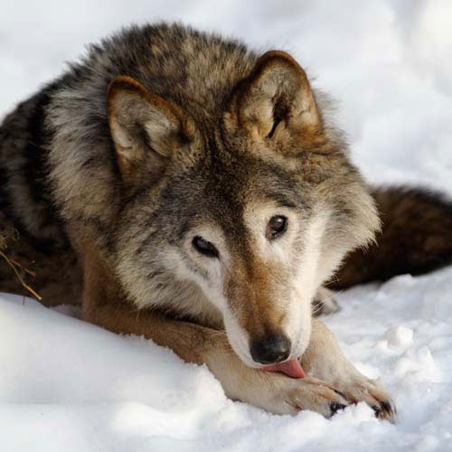 Tiere answer: WOLF