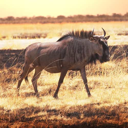 Tiere answer: GNU