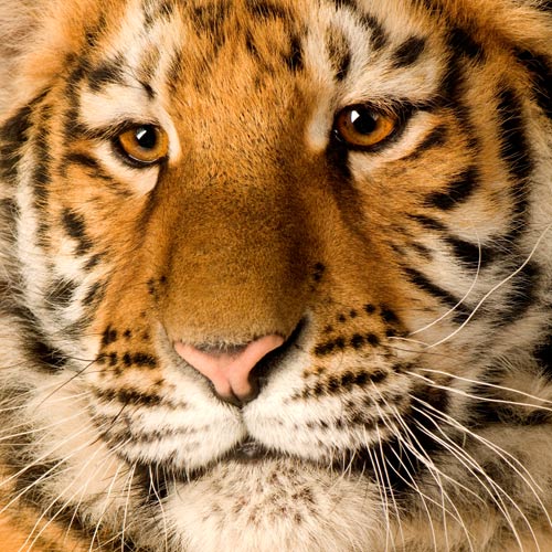Tiere answer: TIGER