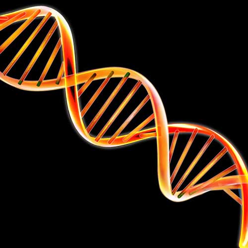 Wissenschaft answer: DNA MODELL