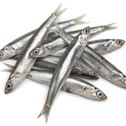 A is for... answer: ANCHOVIES