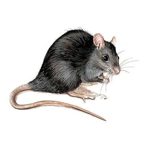 Animal Kingdom answer: RAT