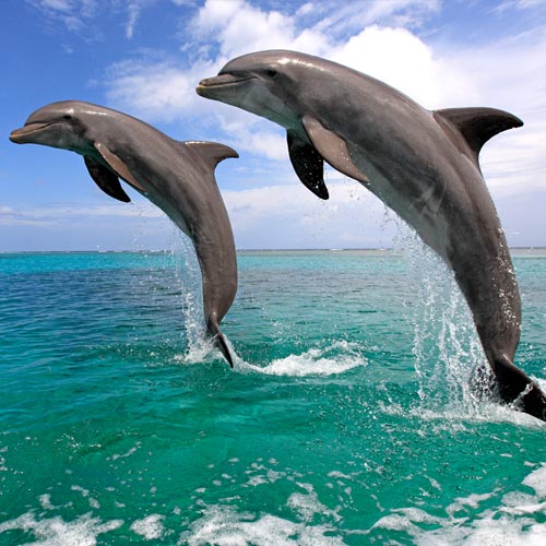 Animal Planet answer: DOLPHIN